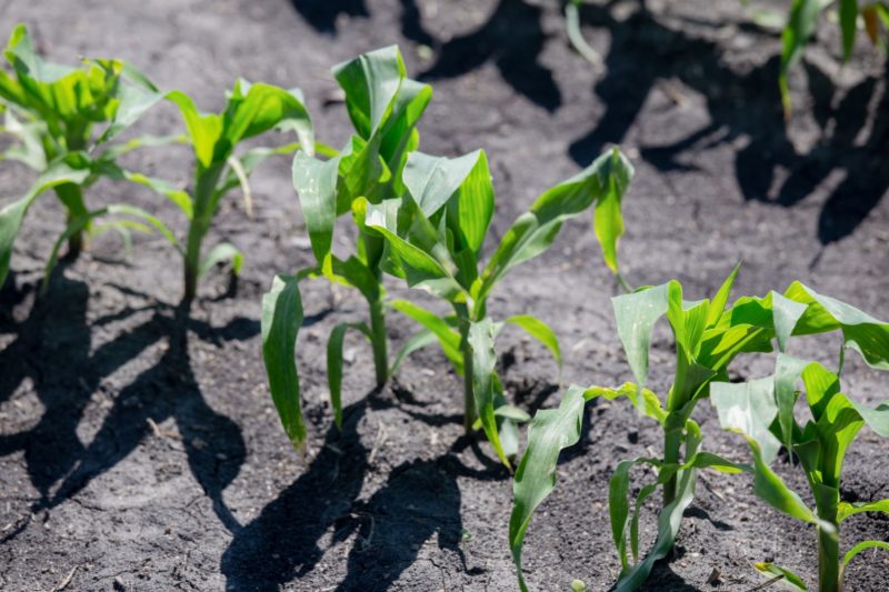 Co-op Law: Corn sprouts growing in field